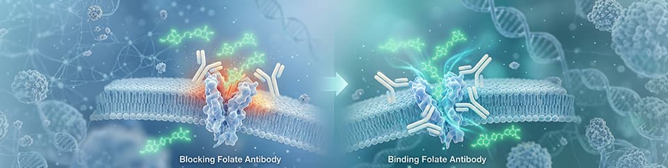 Blocking vs Binding Folate Antibodies Explained